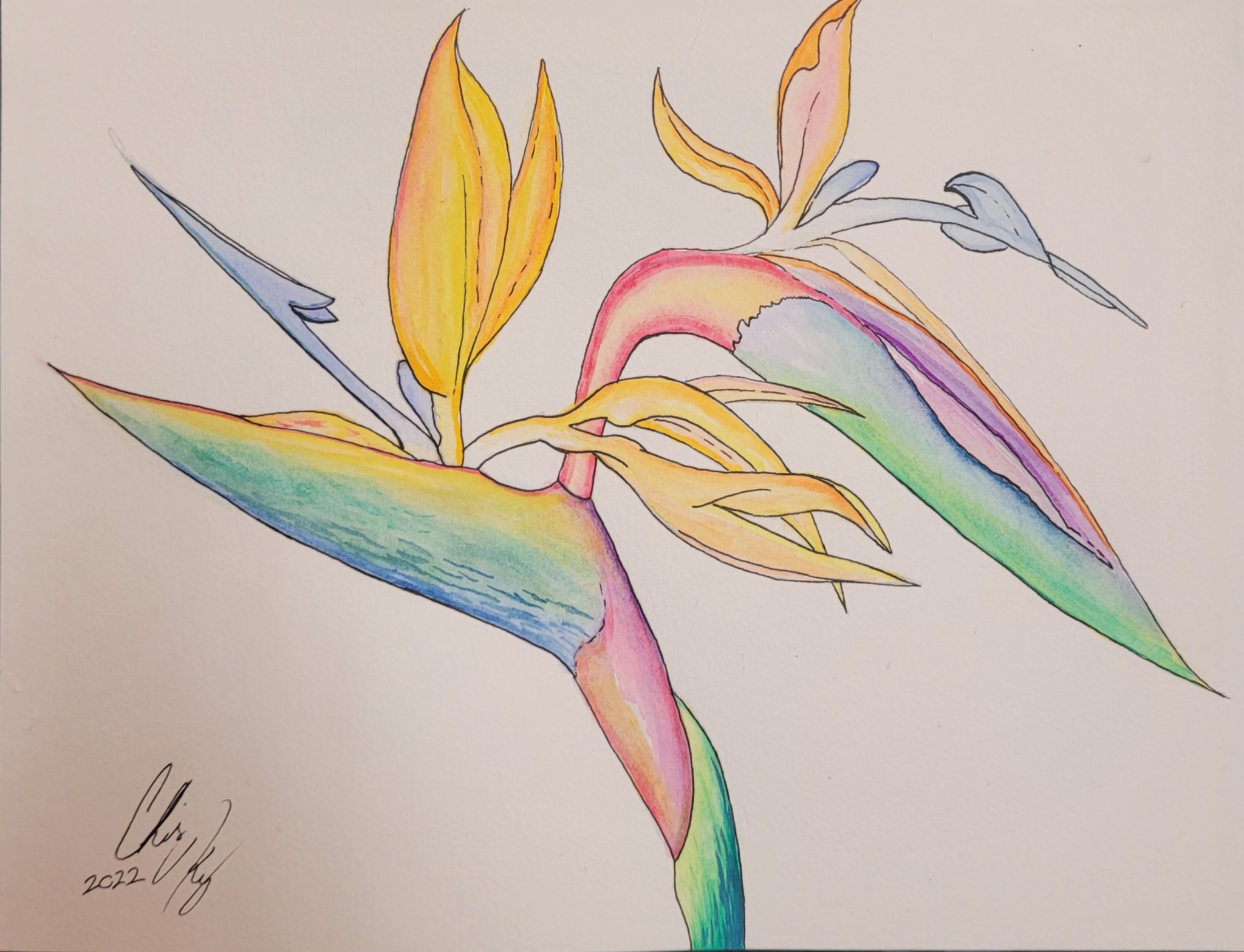 Watercolor: Bird Of Paradise